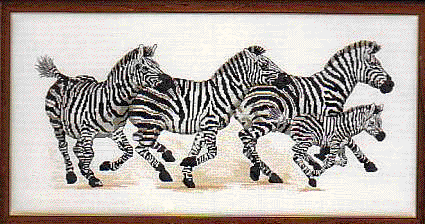 zebras.gif